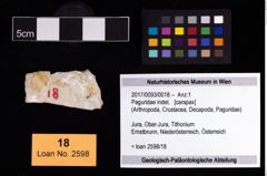 Foto (Objekt + Etikett) von Paguridae indet.  (NHMW-GEO-2017-0093-0018)